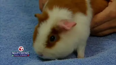 Keeping animals of all sizes, from cats to horses, cool during record heat
