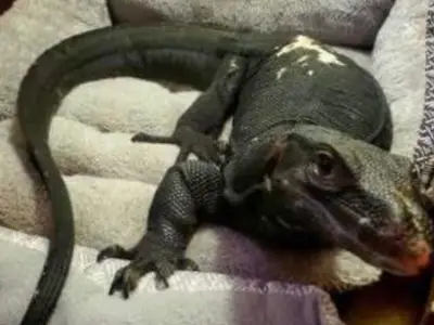 Lizard still at large: Webster water monitor crosses state lines into Conn.