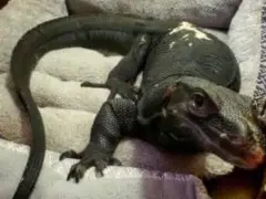 Lizard still at large: Webster water monitor crosses state lines into Conn.